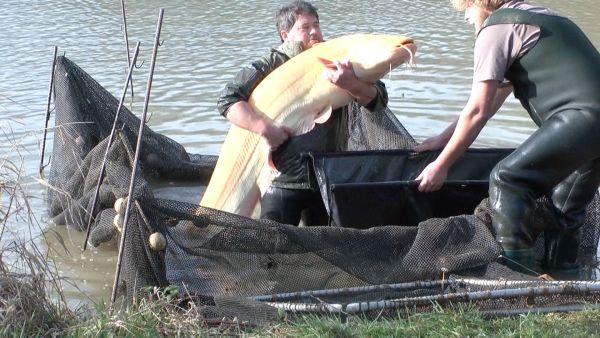 Catfish in France at Morgane lakes
