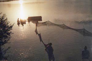 Netting a carp lake Netting a carp lake