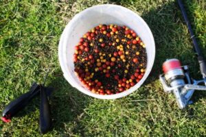 a mix of Quest Baits Chilli Chocolate and Ghurkka Spice boilies and hemp Spodding carp baits