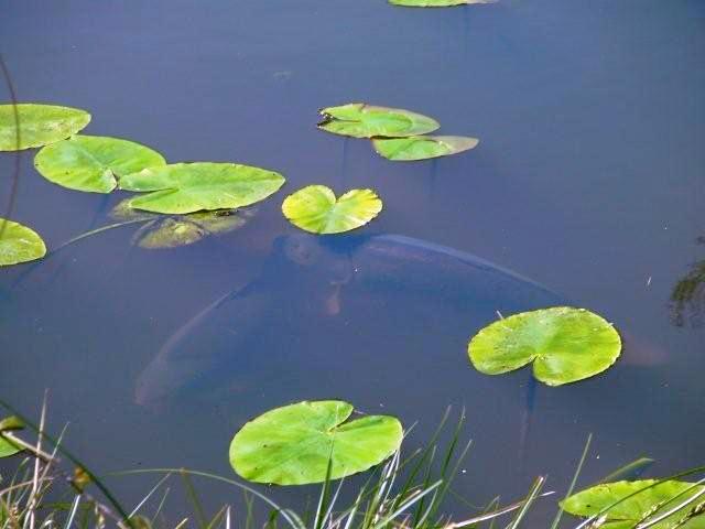 Carp fishing