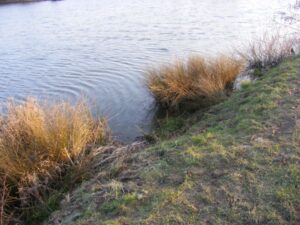 Peg 2 before the work started Building a carp fishing swim