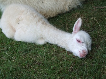 Baby alpaca Baby alpaca