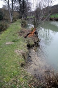 Coypu caused bankside damage on a carp lake