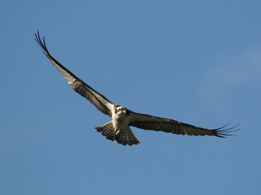 Osprey at Vincons