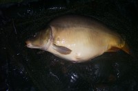 Sat 15th Oct to Sat 22nd Oct 2011 Tommy Brown