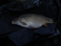 A 30lb Carp from Alder in Apr 2012 by Jamie