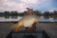 A 39lb Carp from Lords in May 2012 by Terry Cheesman