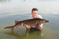 A 35lb Sturgeon from Margot in May 2012 by Richard Taversham (PB)