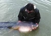 A 50lb Carp from Morgane