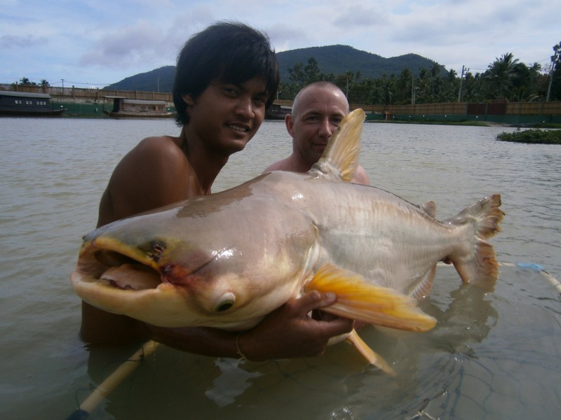Giant+mekong+catfish+thailand