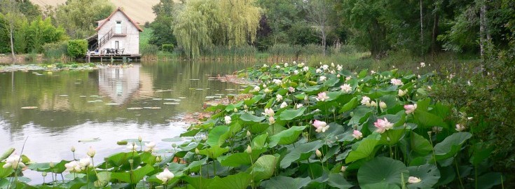 Mas Bas Lotus Lake