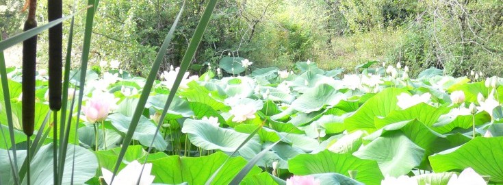 Mas Bas Lotus Lake