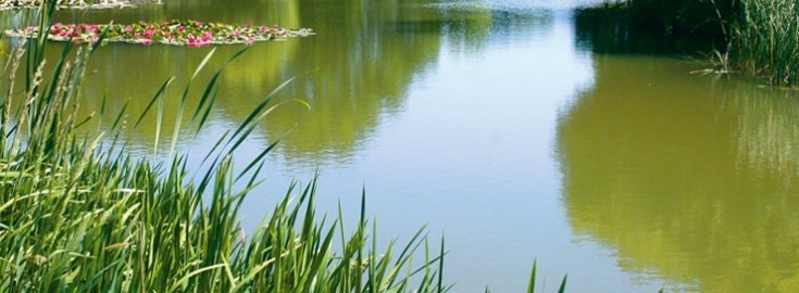 Lillypool