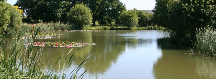 Lillypool