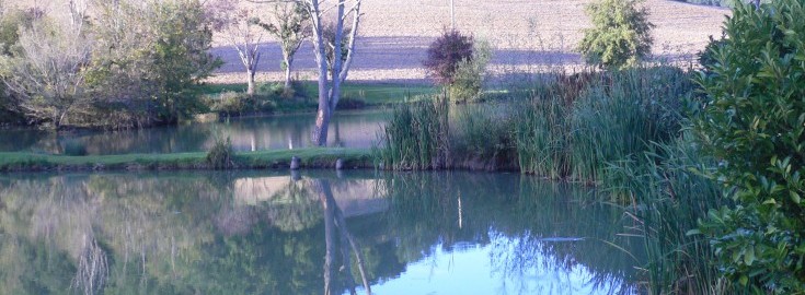 Mas Bas Lotus Lake