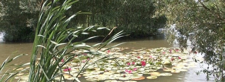 Lillypool