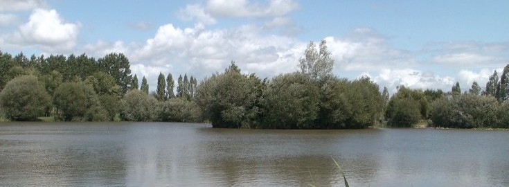 Lillypool