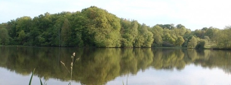 Alder