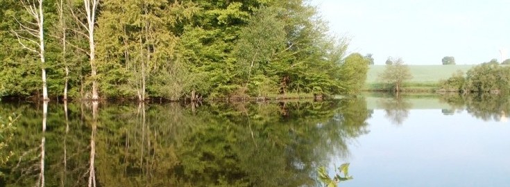 Alder