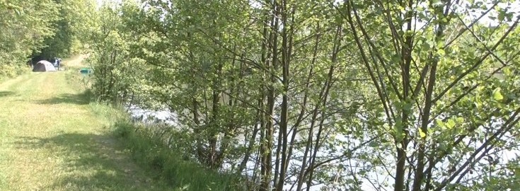 Alder