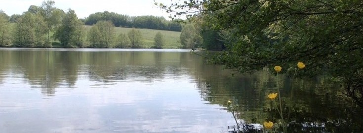 Alder