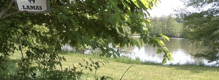 Alder
