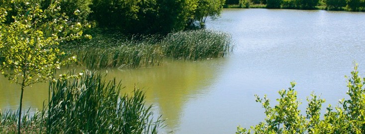 Lillypool