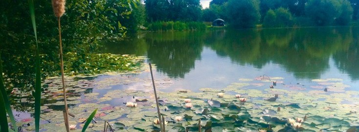 Lillypool