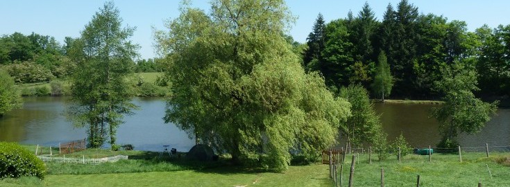 Golden Oak