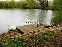 Barn Swim at Molyneux carp lake in France. 