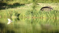 Carp lake at Morgane carp lake in France. 