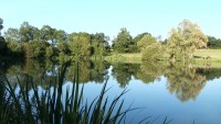 Carp lake at Morgane carp lake in France. 