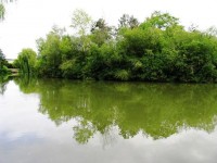 Island margins at Molyneux carp lake in France. 