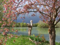 French carp lakes at Molyneux