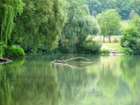 French carp lakes at Molyneux