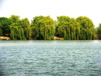 Social 1 & Stones at Molyneux carp lake in France. 