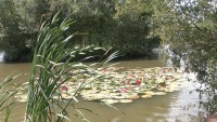 Lake photos at Lillypool 