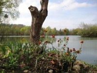 View from kitchen area at Molyneux carp lake in France. 