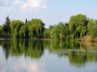 Looking towards Barn Swim at Molyneux carp lake in France. 
