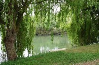 Willow Swim at Molyneux carp lake in France. 