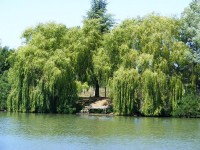 Willow Swim at Molyneux carp lake in France. 