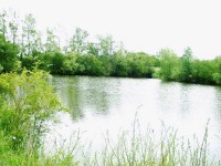 Cat lake at Morgane carp lake in France. 
