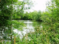 Cat lake at Morgane carp lake in France. 