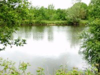 Cat lake at Morgane carp lake in France. 
