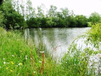 Cat lake at Morgane carp lake in France. 