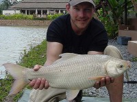 Rohu (Indian Grass Carp) at Thailand carp lake in France. 