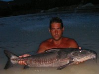 Niger Catfish at Thailand carp lake in France. 