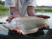 Featherback at Thailand carp lake in France. 