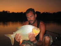 Pacu at Thailand carp lake in France. 