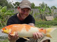 Koi Carp at Thailand carp lake in France. 